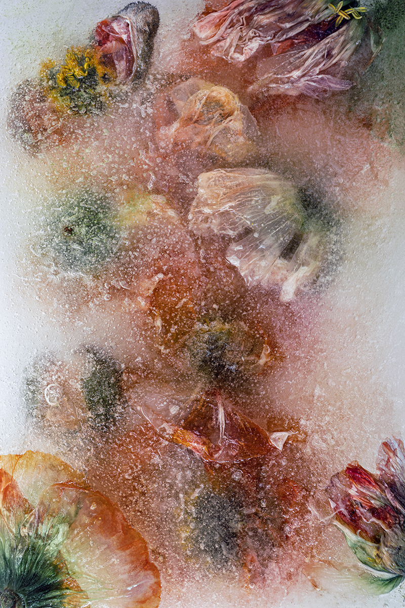 Frozen Flowers 