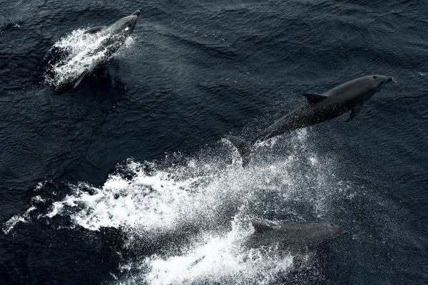 Rangiroa rockets