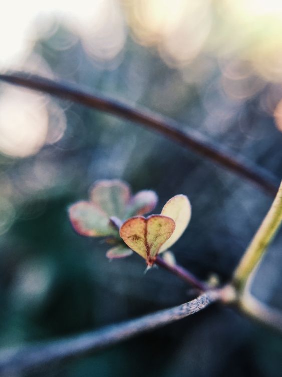 Ethereal Macro