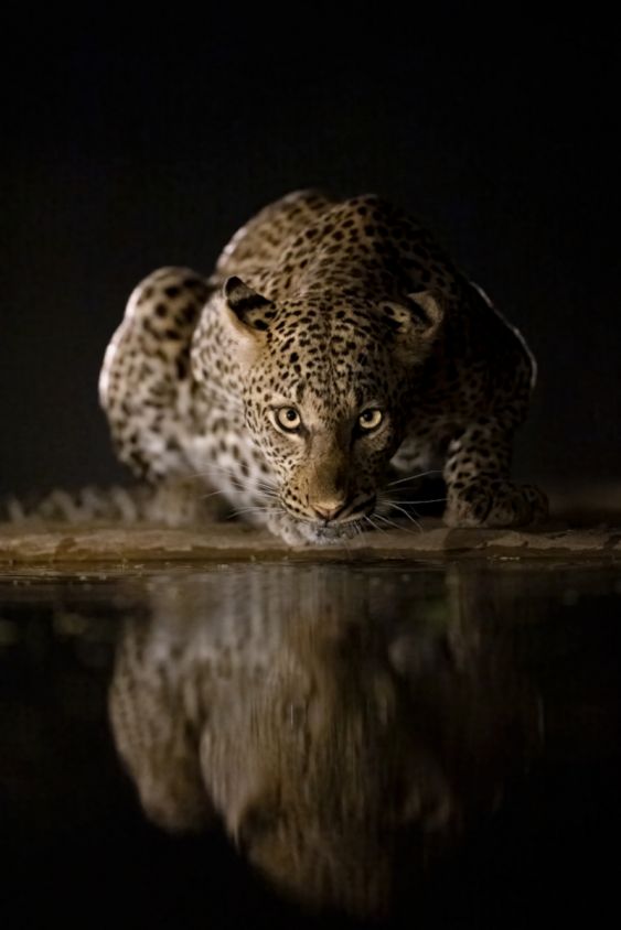 Reflections in the Night