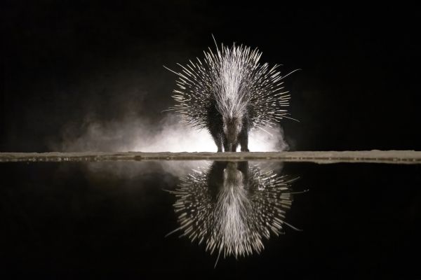 Reflections in the Night