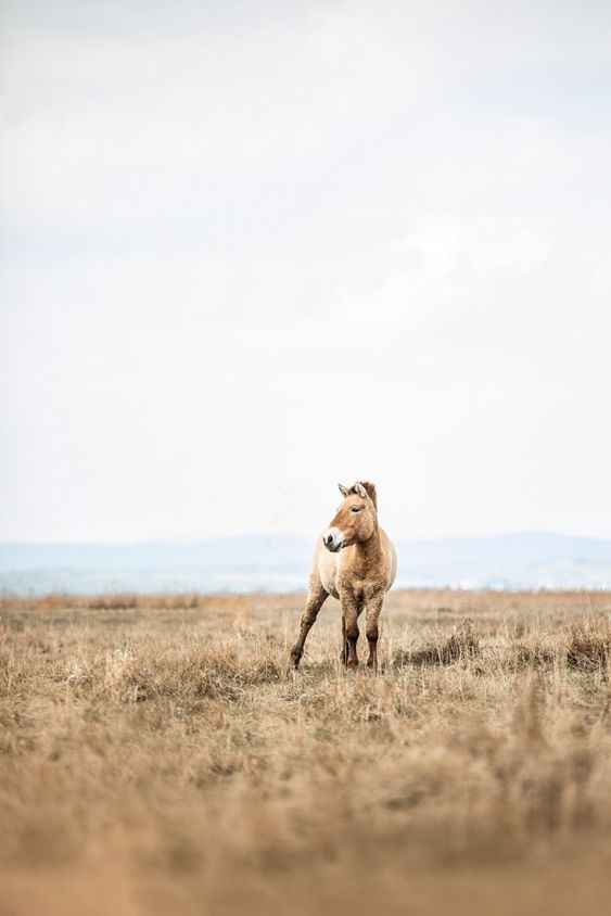 Przewalski Horses - The last primeval horses on planet