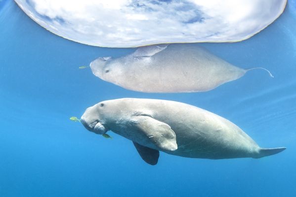 Dugong Dream