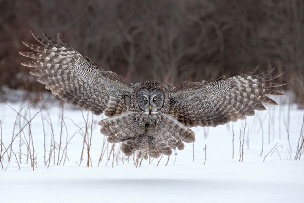 Great gray owl 