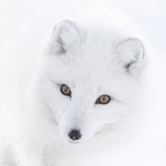 ARCTIC GHOST