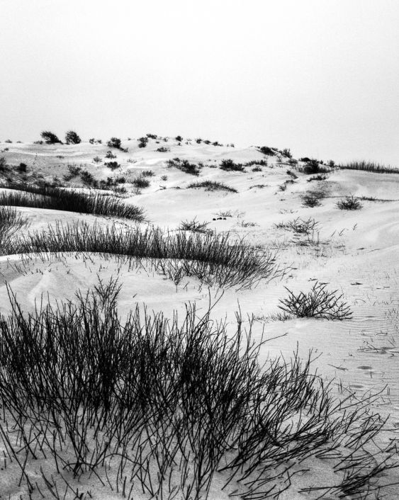 Kennemer dunes, South-Kennemerland National Park, IJmuiden aan Zee, Netherlands, March 2023