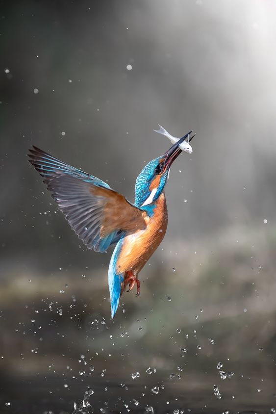 The shot - Kingfisher