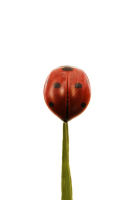 Popy Ladybug. (free and wild insect)