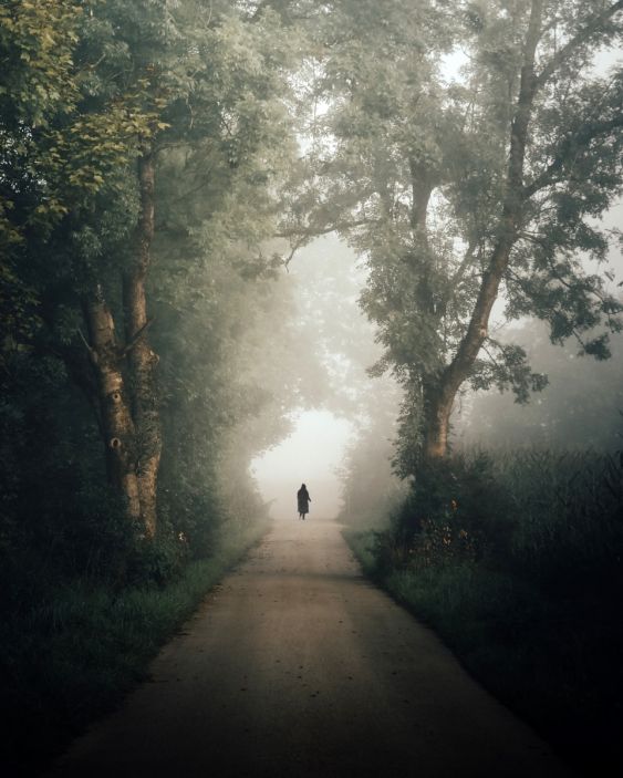 the forest walk