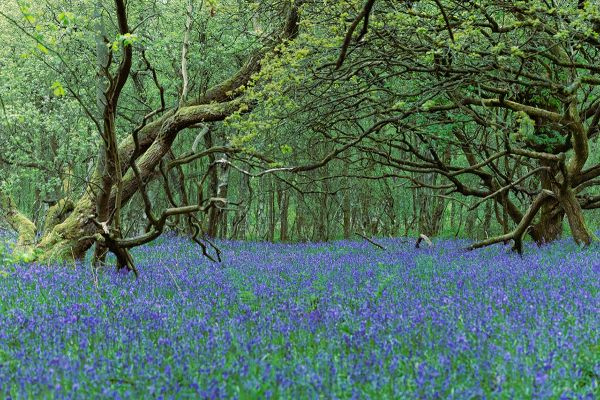 Battle_of_the_Bluebells
