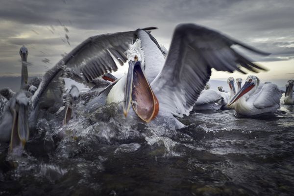 Pelicans in action