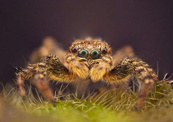 jumping spider