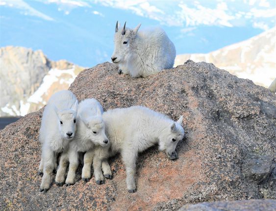 Learning to Climb