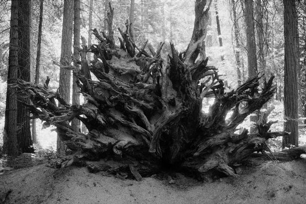 Wooden Skeleton