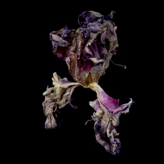 Dark Flowers