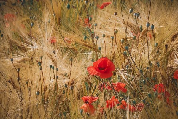 Red passion in a golden sea.