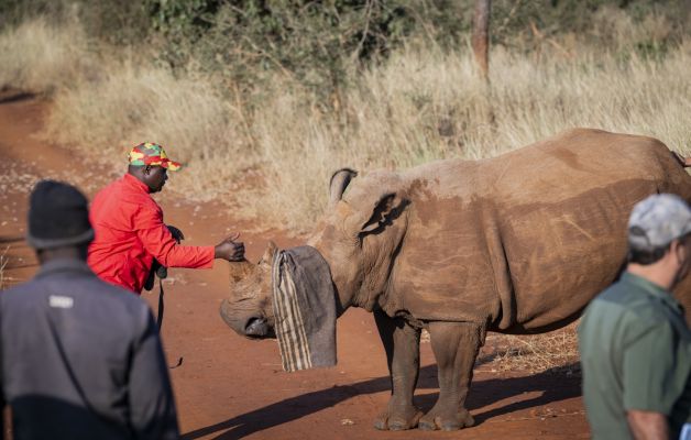 A Rhino's Fight for Survival 