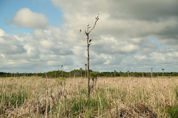 Indian River Lagoon Connected