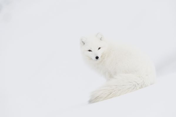 WHITE GHOST