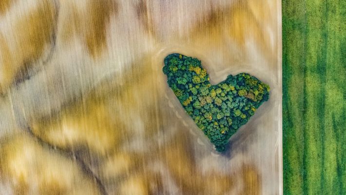 Heart-shaped trees