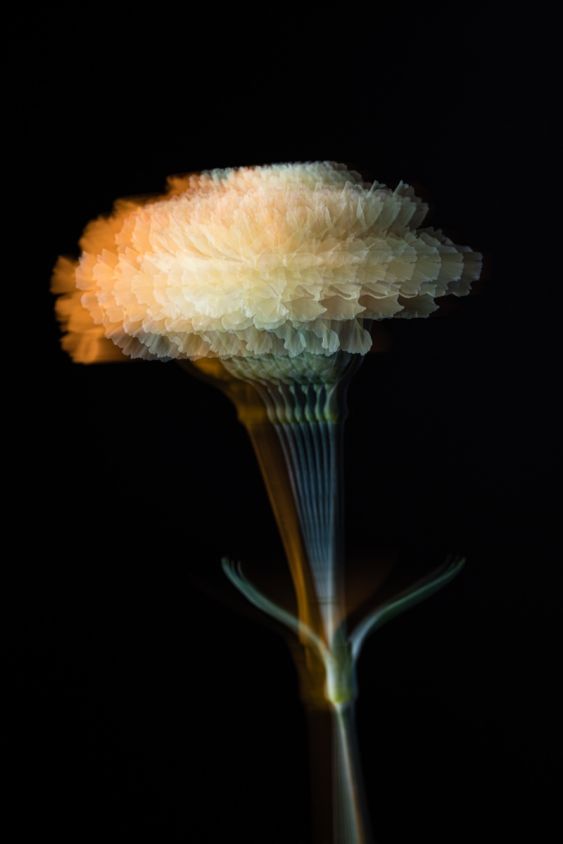 Photosynthetic Sculptures II