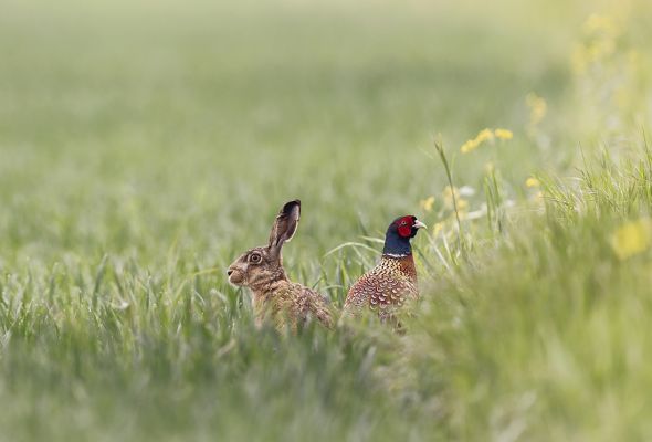 The rabbit and the pheasant