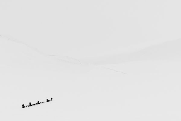Dog sled