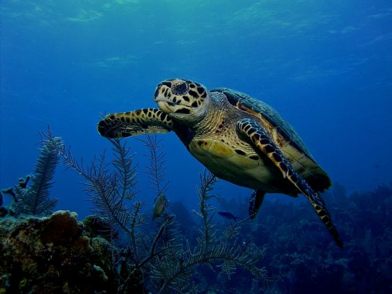 Cayman Turtle