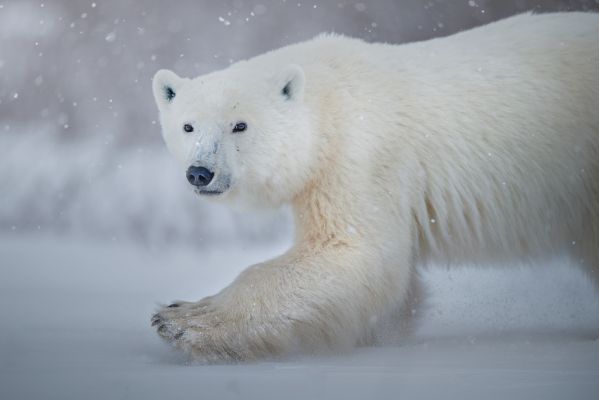 His Majesty the Polar Bear