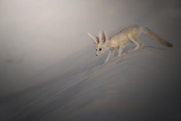 Spacewalk of a Fennec