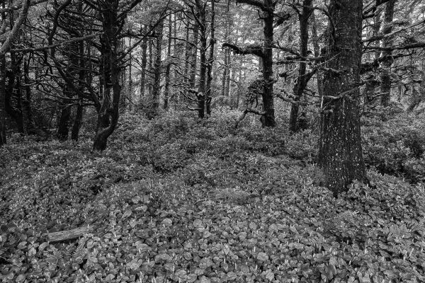 Coastal Forest