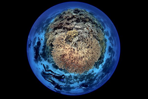 Circle of Life.