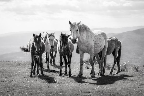 Playful equine grace