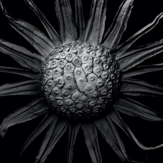 Withered Plant