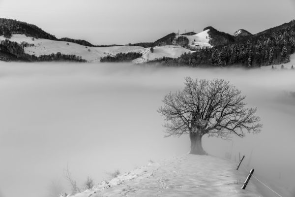 Le vieux chêne