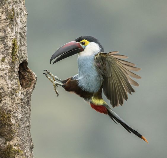 Colombia, Express Landing