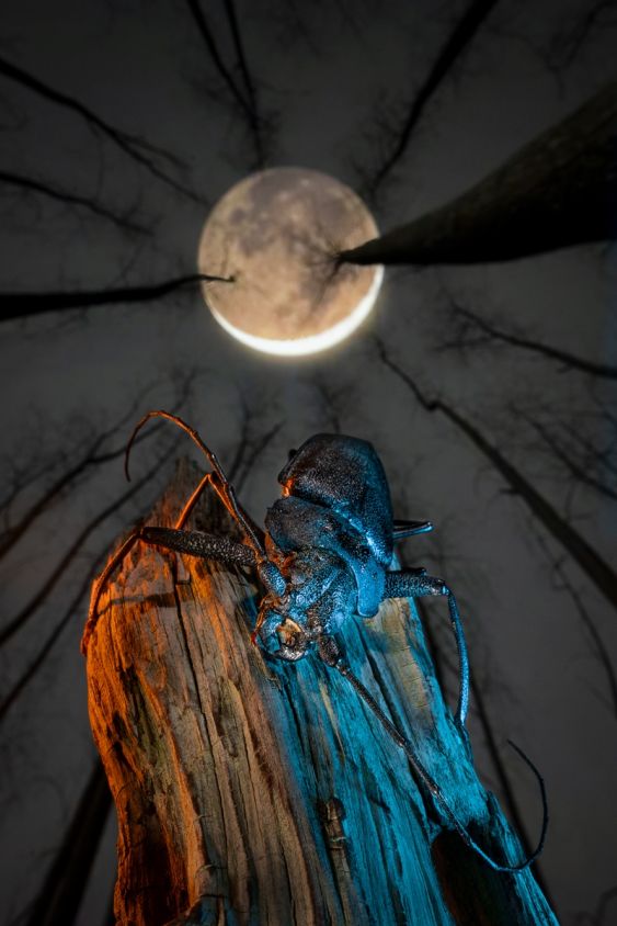 Wild moon