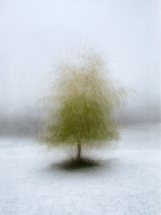 Tree in Winter