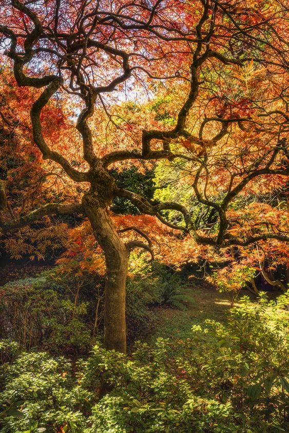 Autumn Glory
