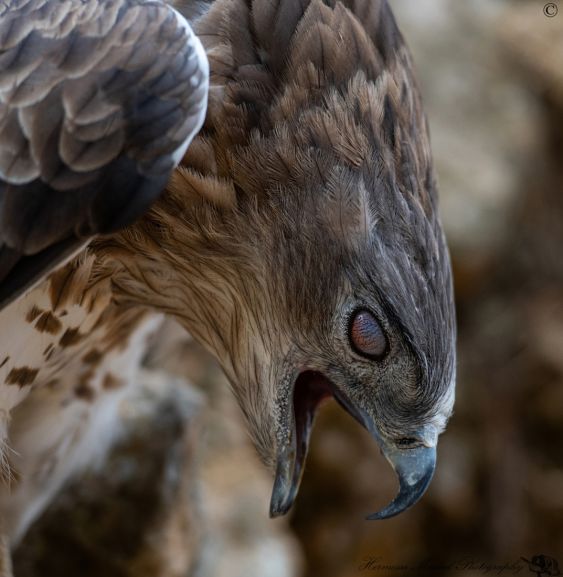A predator by nature