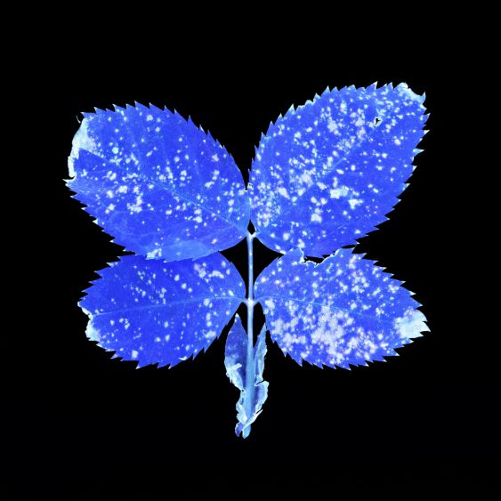 Blue électrique