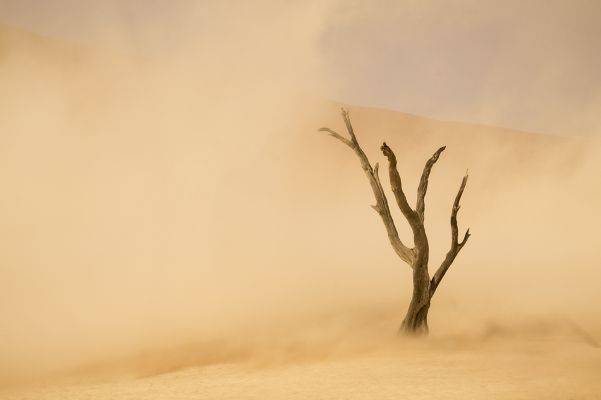 Sossusvlei Sandstorm