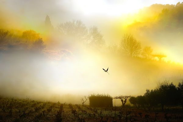 Fog