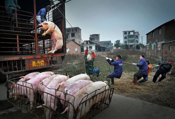 Hanging pig