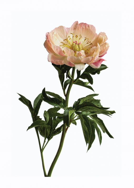 Garden Botanicals 