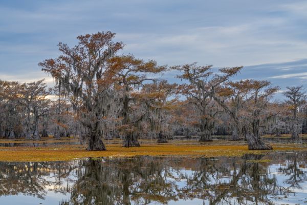 Dancing trees