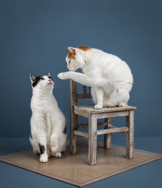 Two with a chair