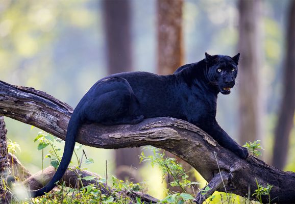 Black and Wild