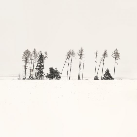 Where Trees Play the Flutes