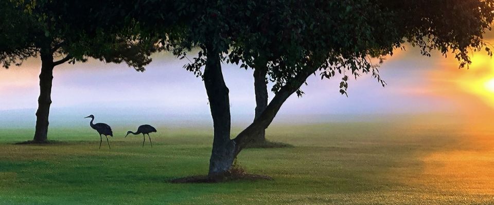Cranes at Sunrise 